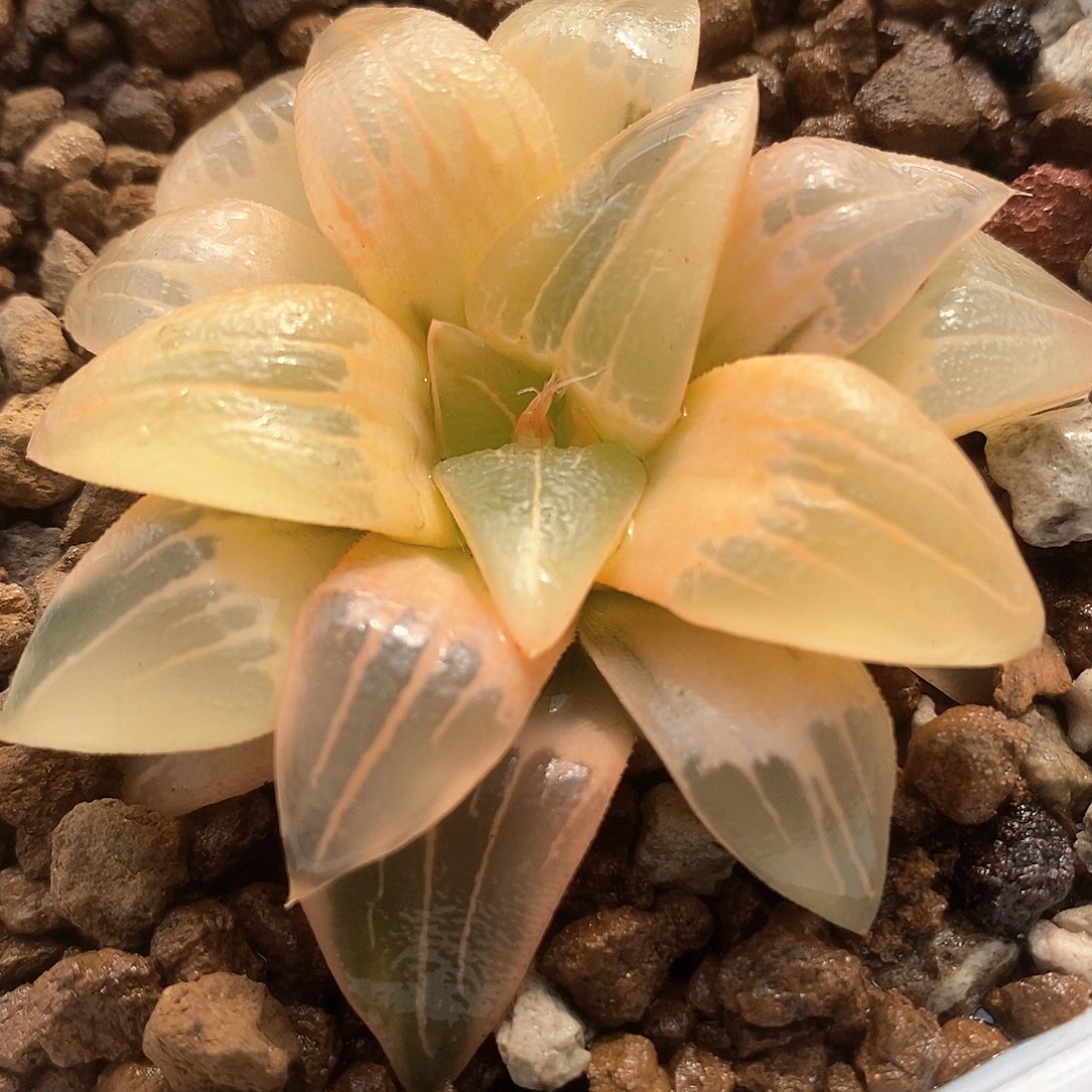 21号糊斑红文寿锦一物一拍的
