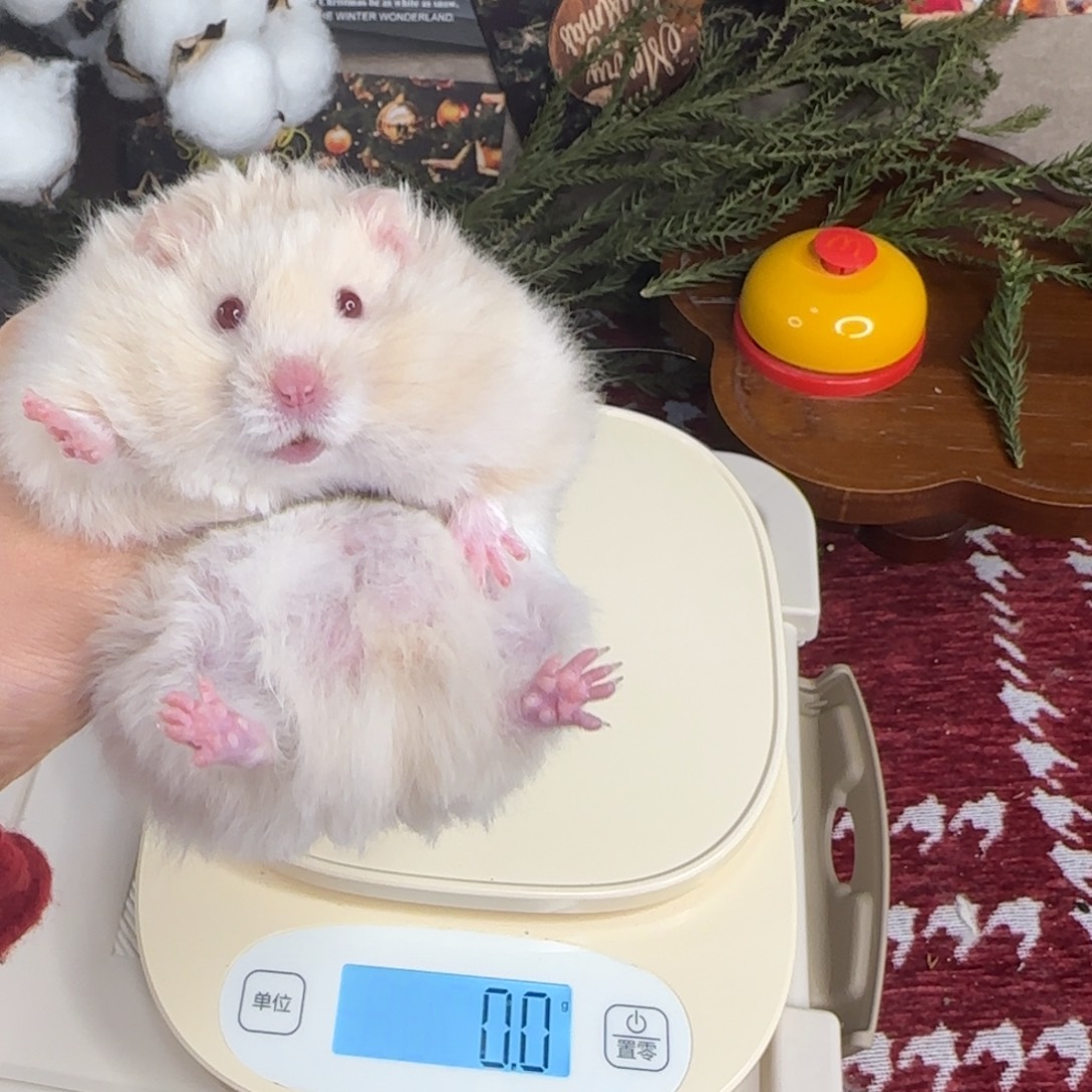 银灰金弟弟11.08生日