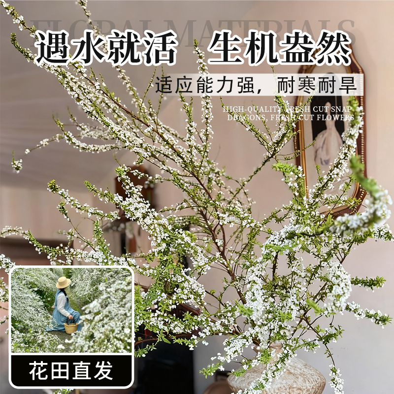雪柳鲜枝绿植物水培鲜花束吸甲醛室内客厅云南基地直播间同城配送