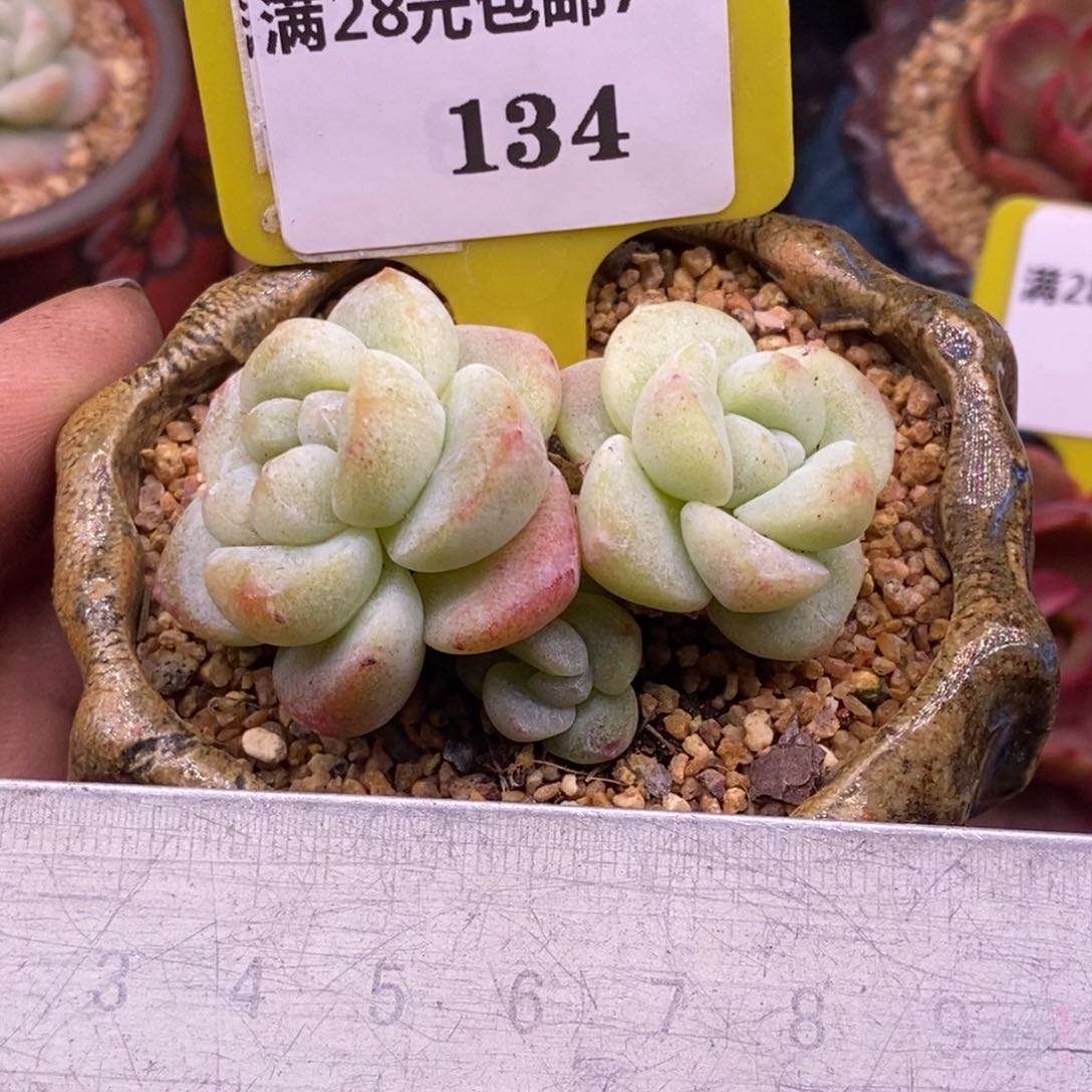 7134趴地冰玉石化三头，老