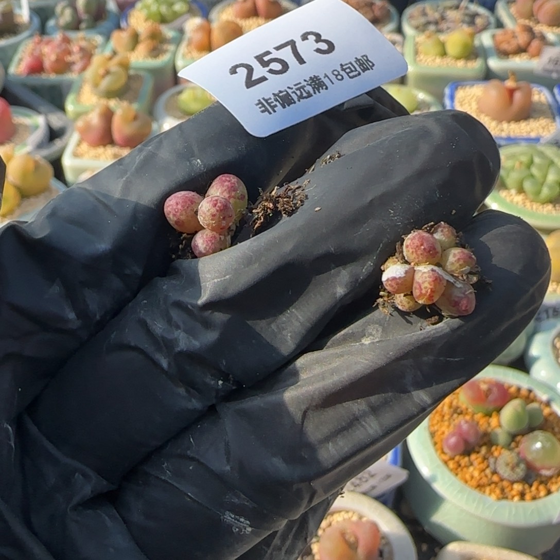 一***2573-一物一拍 hhhh