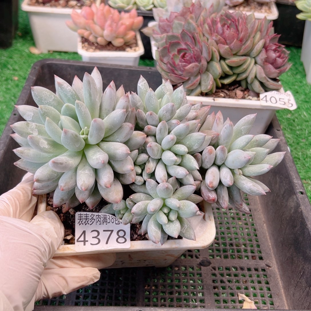 无花朵多肉一物一拍植物4378