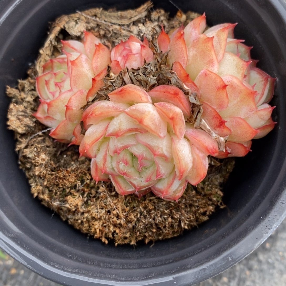 自助下单一物一拍多肉植物_可寄养