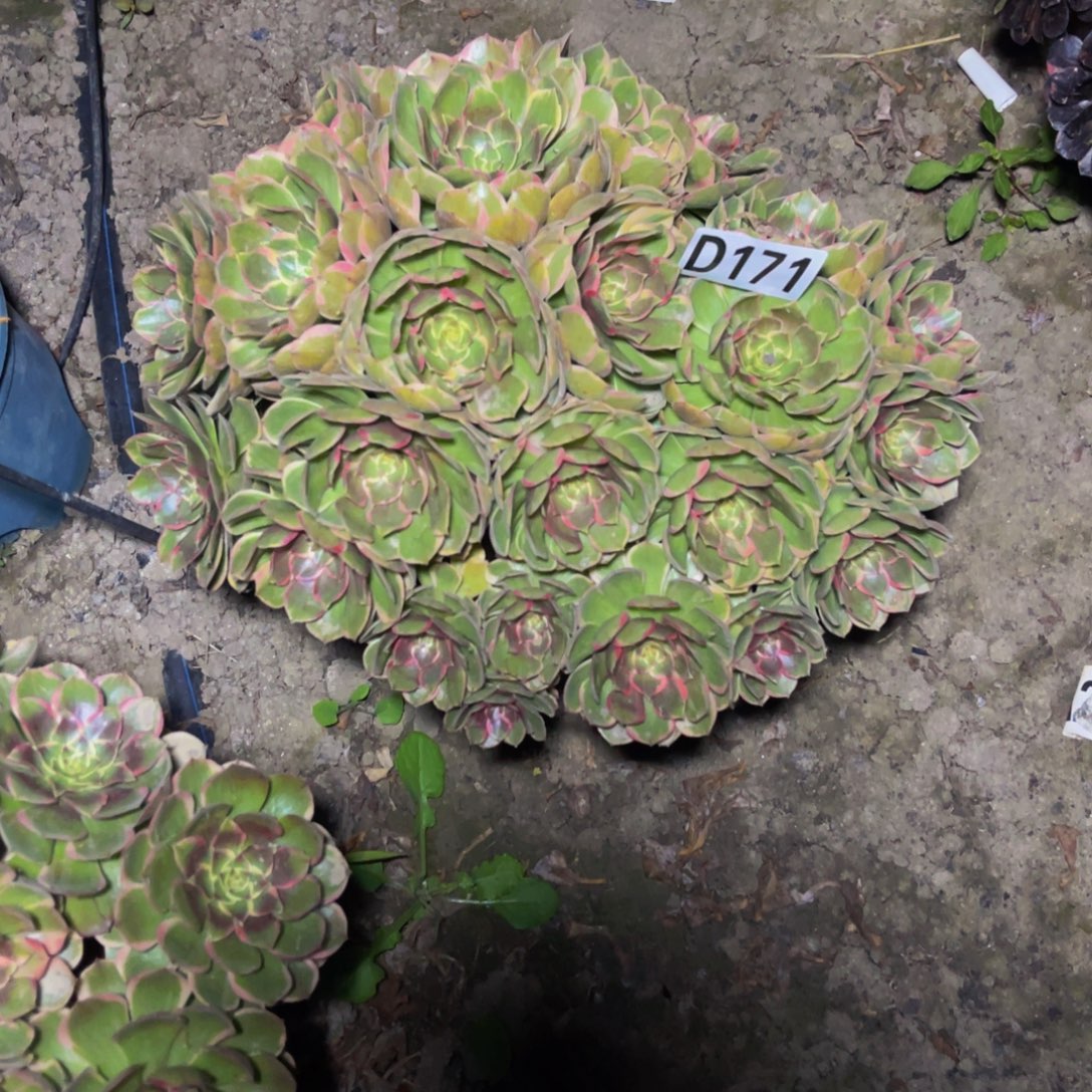 粉花妖26//34包邮