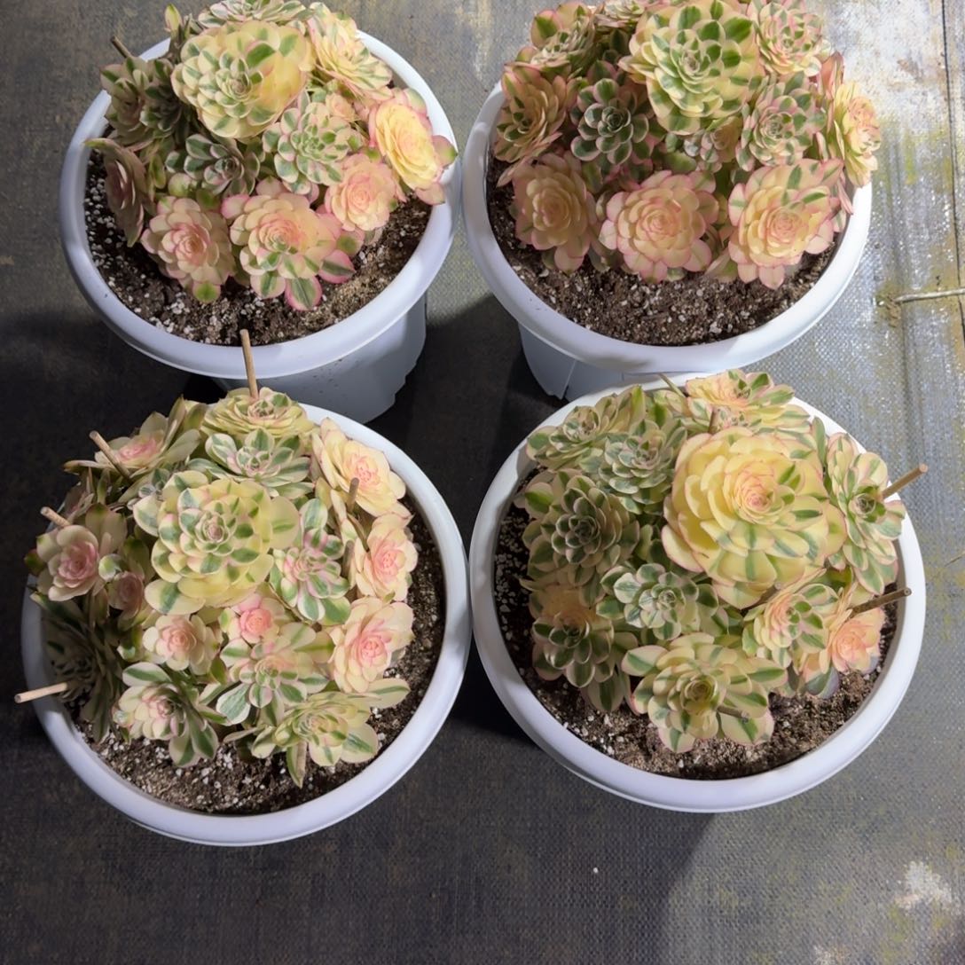 小***.4颗大荔枝法师多肉植物