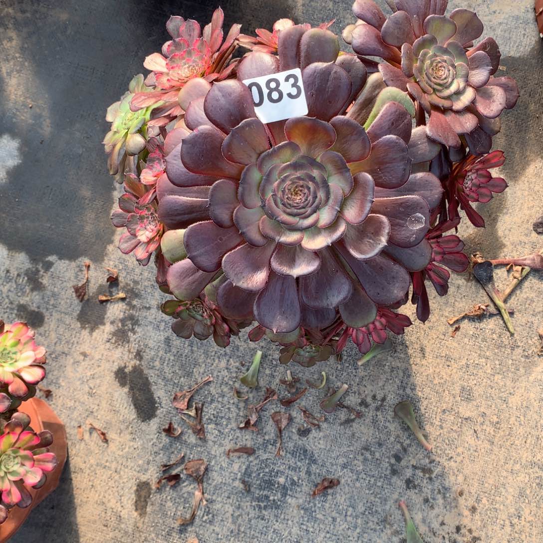 米***草金刚变异083法师多肉植物3500000