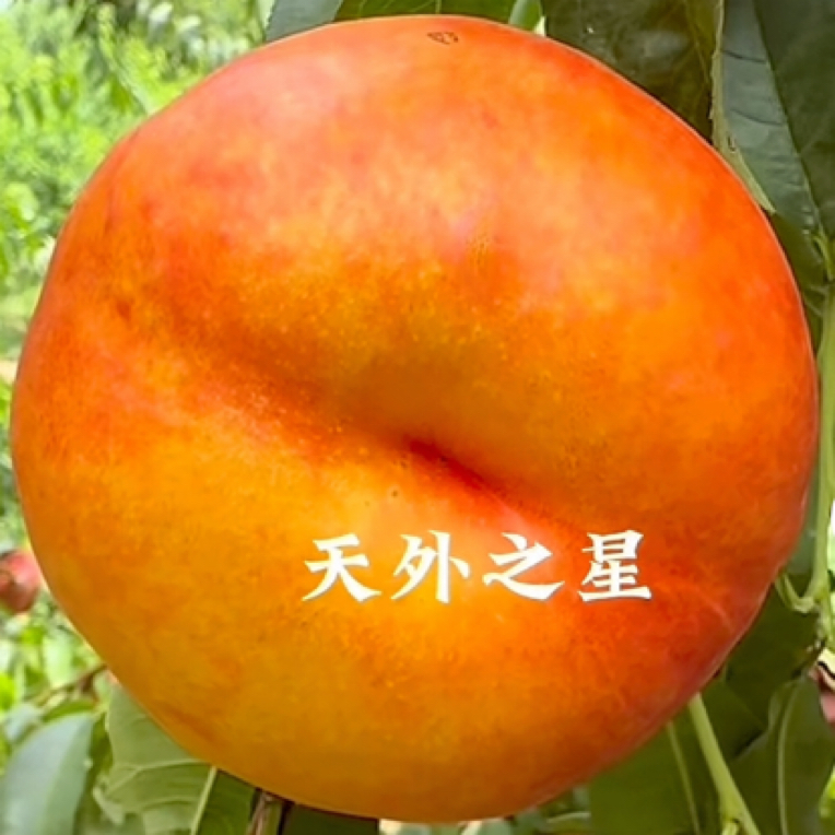 天外之星油蟠桃 六月下旬 高抗裂品种 丰产高糖