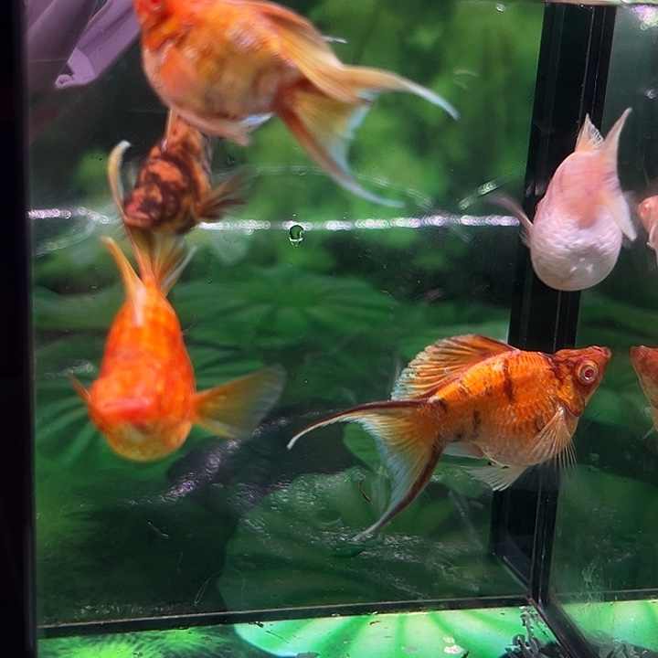 孔雀鱼精品玛丽球金玛种族一对