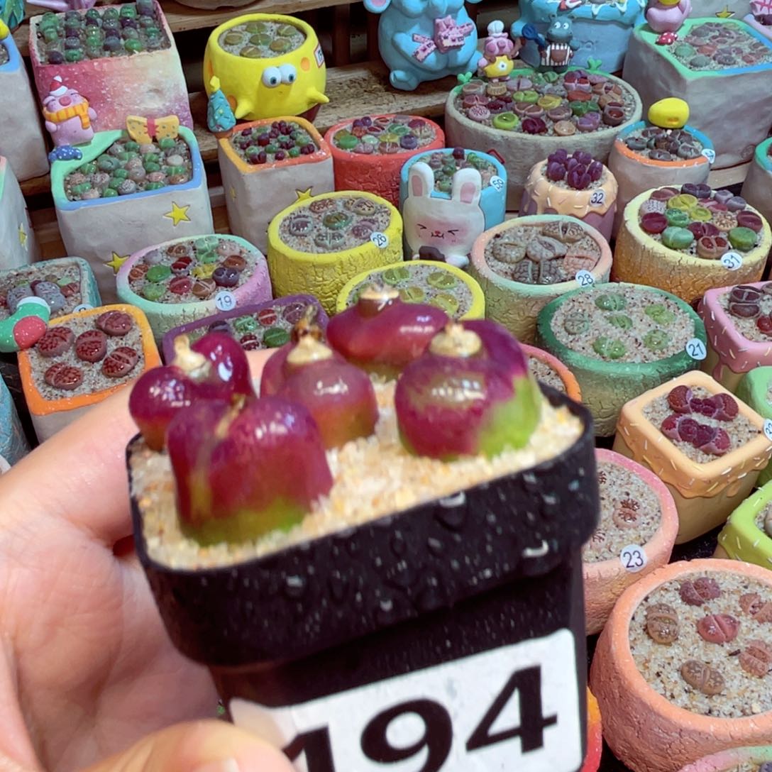 494。8888888888888885855555558