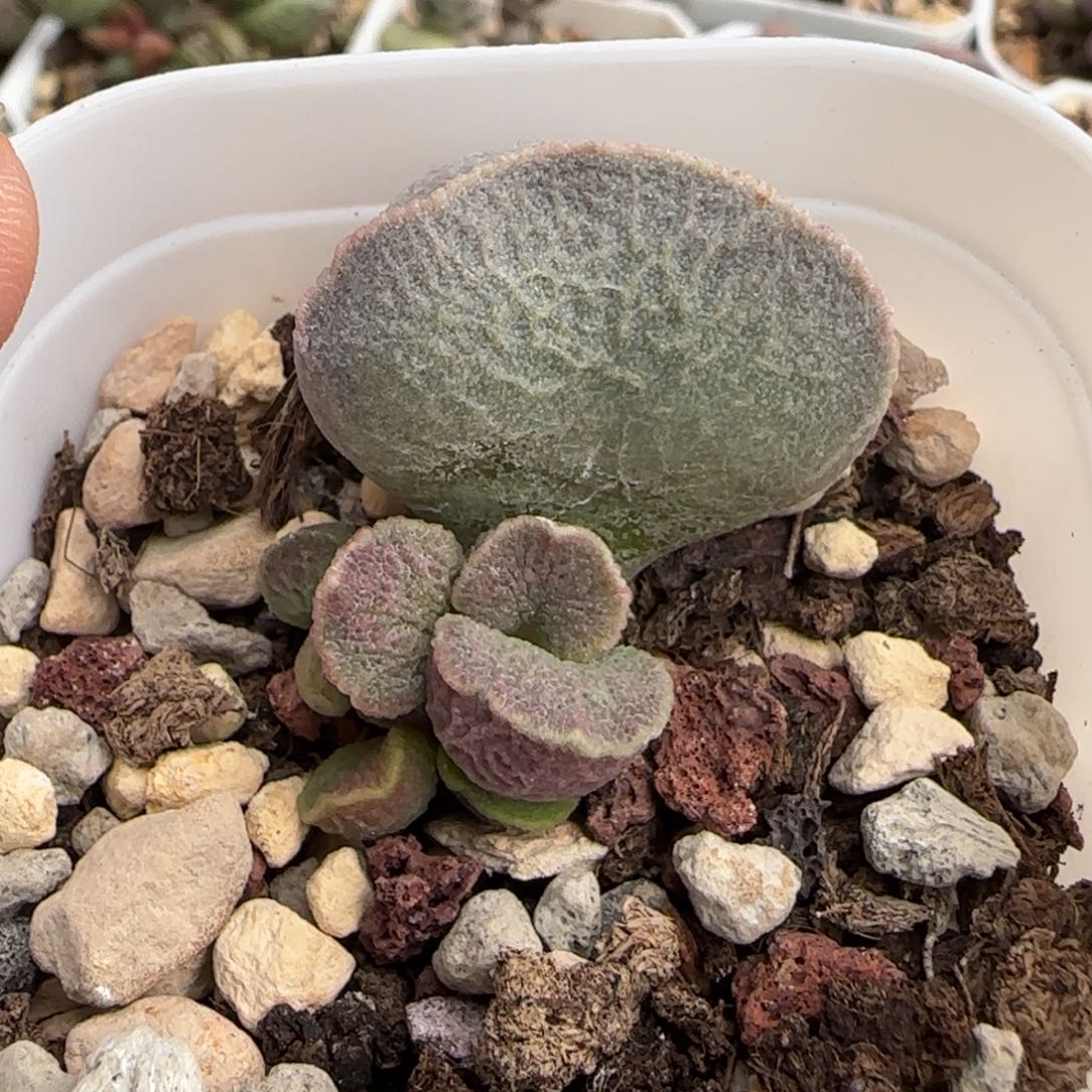 小云朵水泡多肉植物