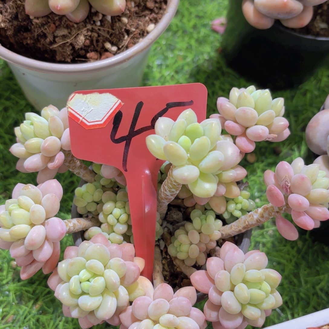 迷*猪我的小可爱们都好可爱