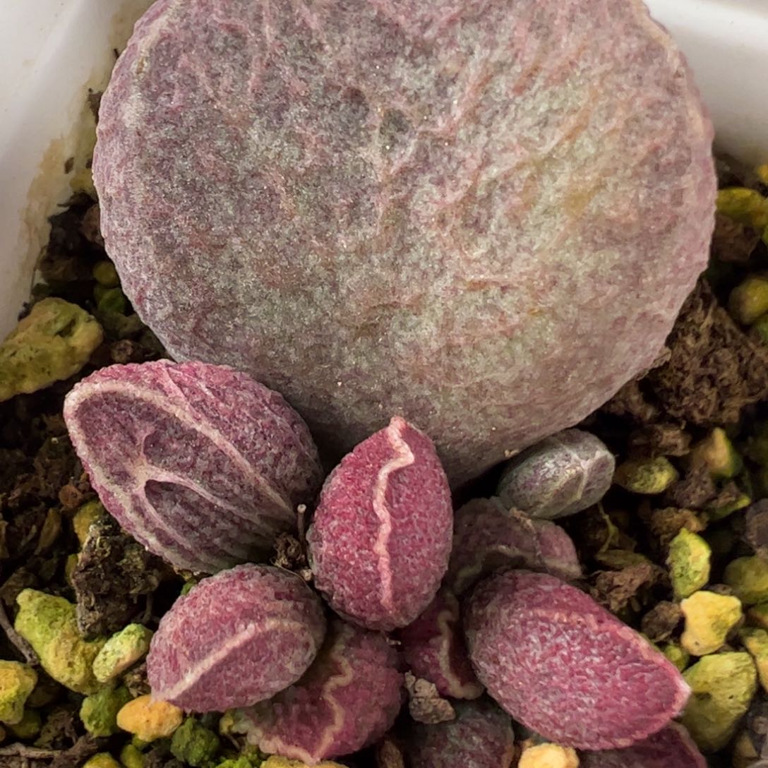 哈默猪肝多肉植物水泡