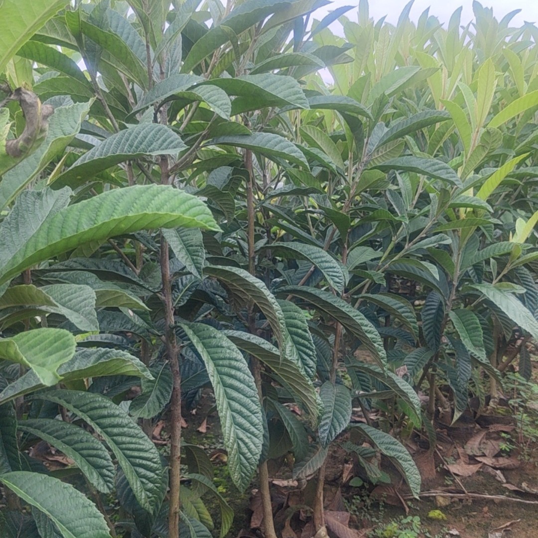 苗武云嫁接大伍星绿植家庭盆栽品质之选树苗盆栽