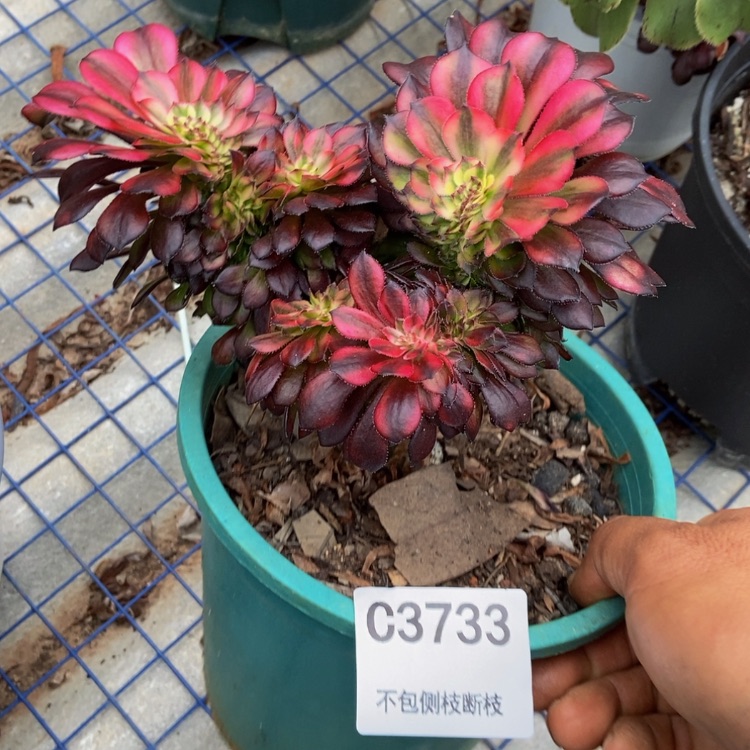 【闪购商品】忧*3733红颜多肉