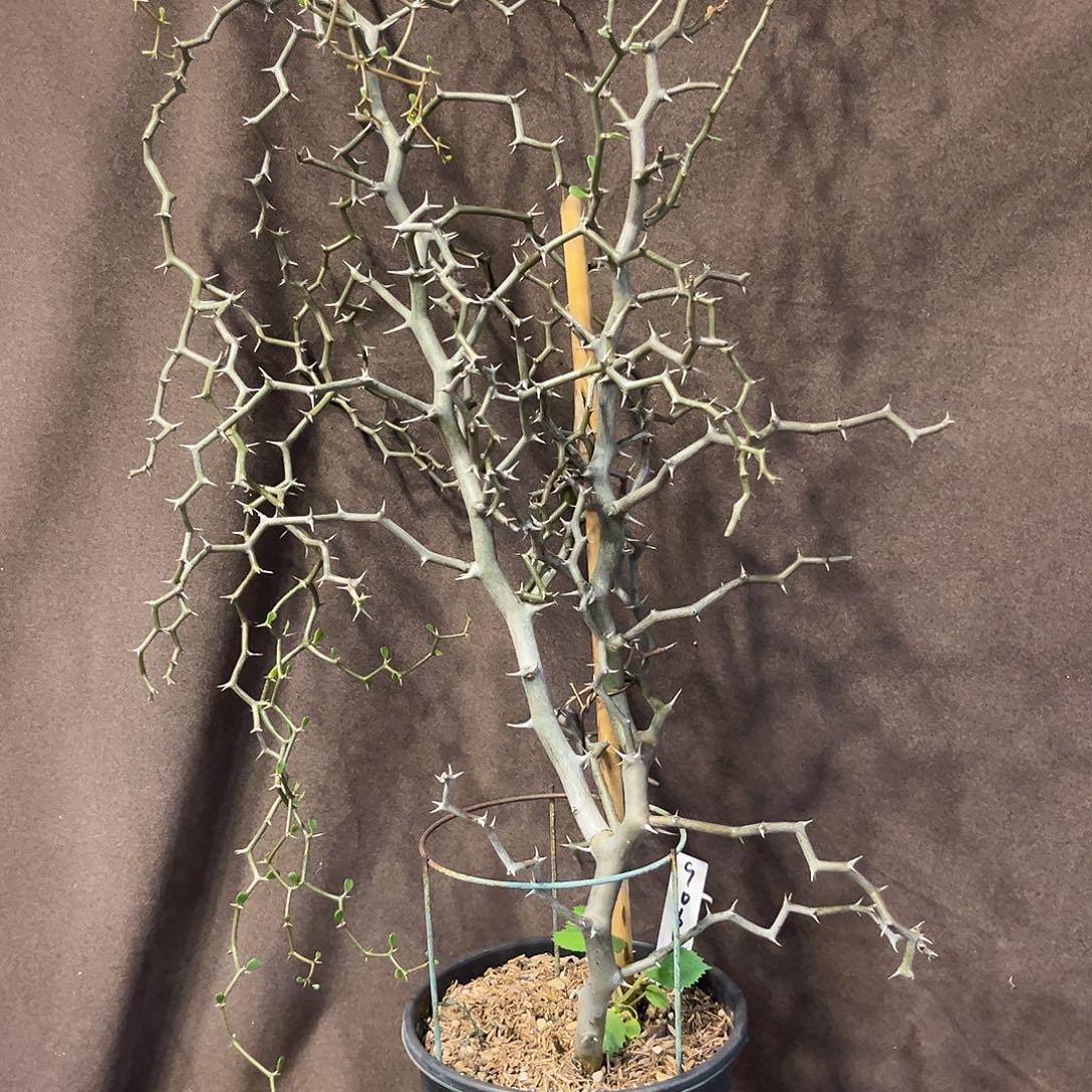 汤圆植物9065弯曲龙