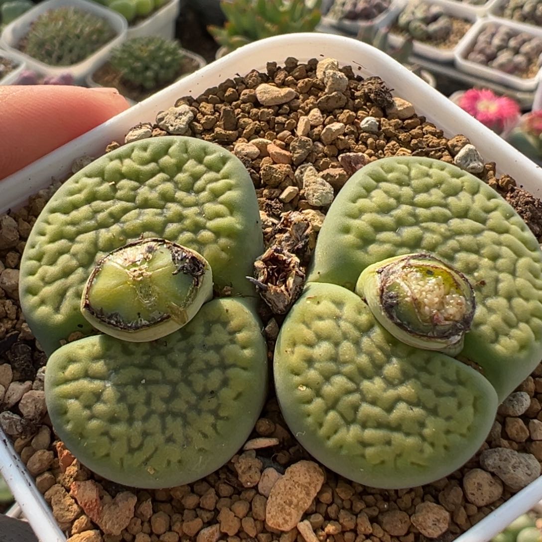 ，851多肉植物种类多样