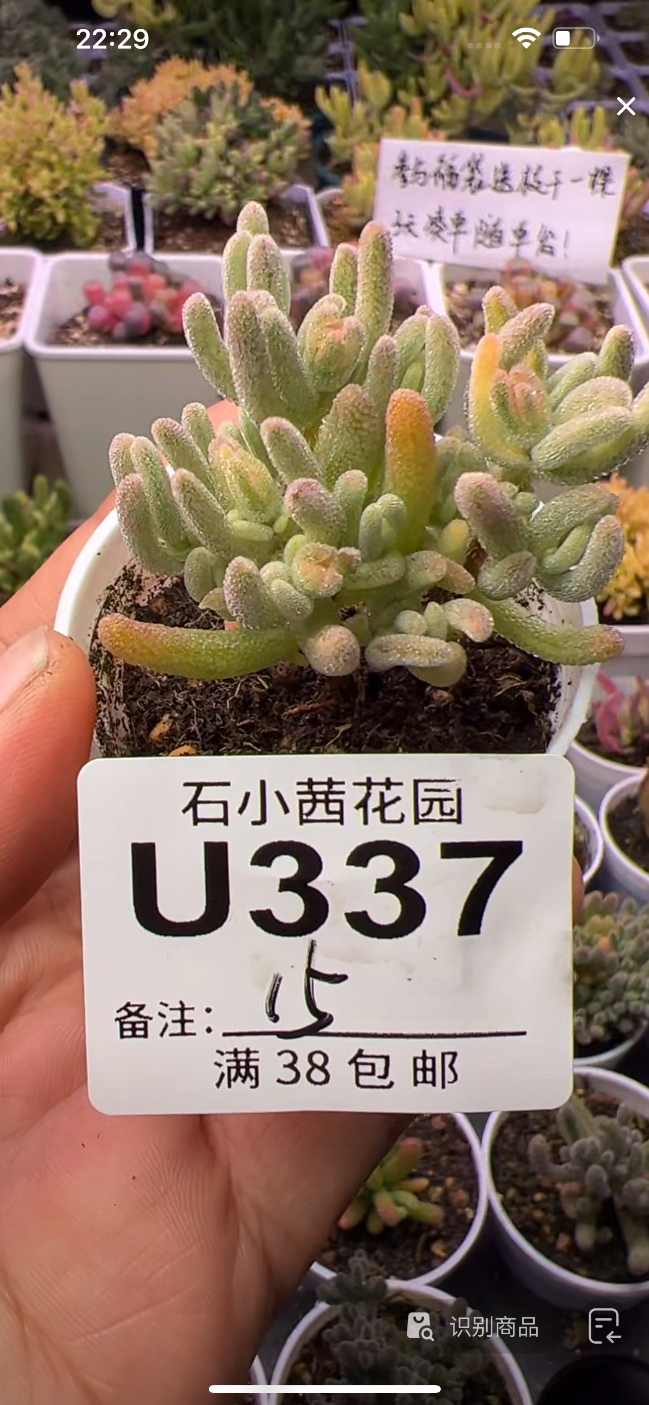 橙叶锦-多肉植物枝干番杏