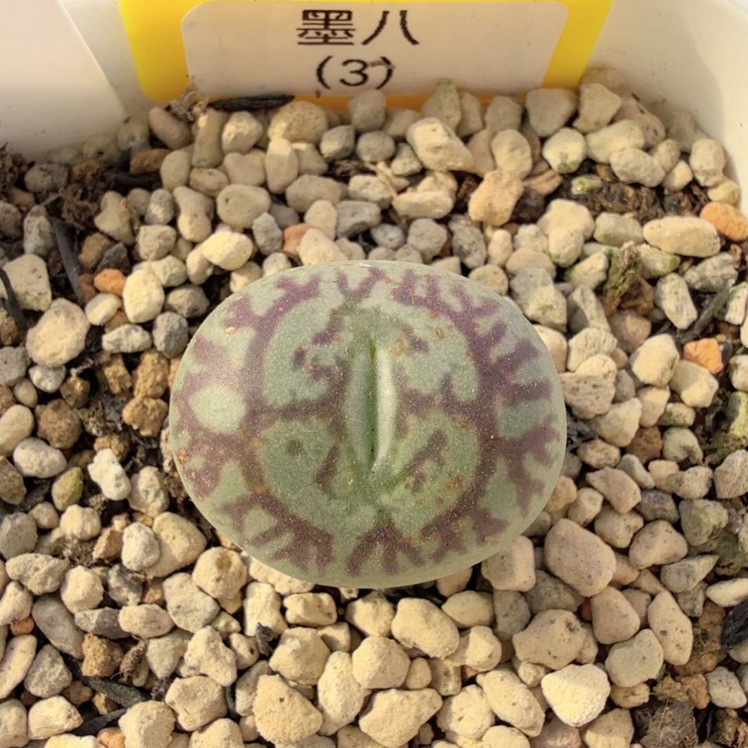 墨八 12-31-L6。     