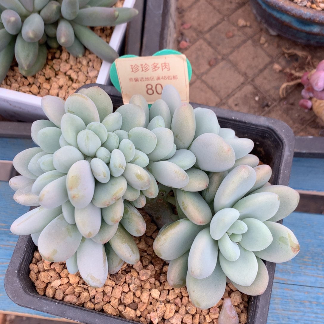 洛神树缀开播福利80