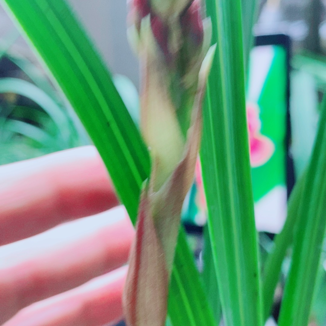 当前无花栽培后可以开花