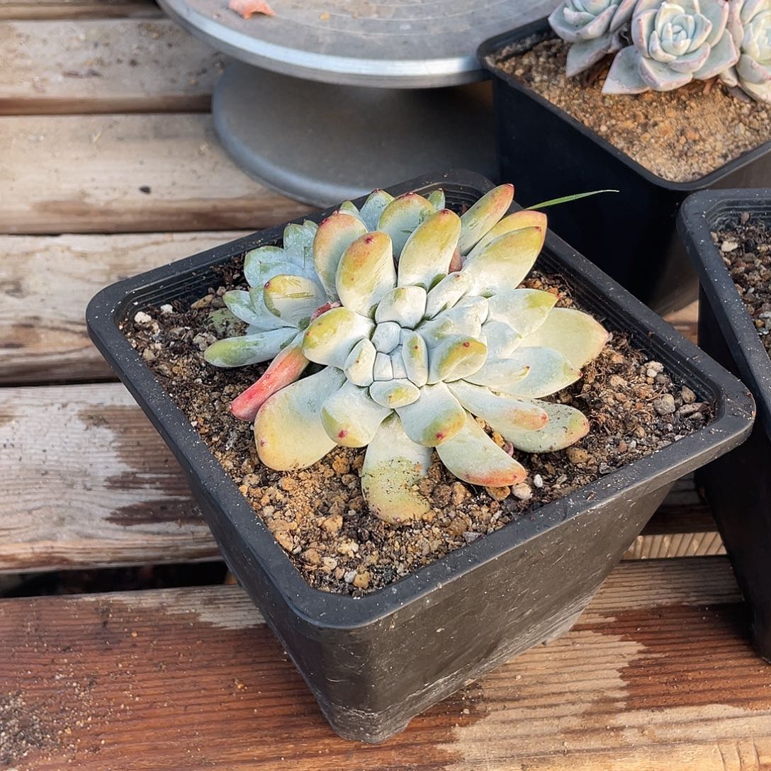 晨溪园艺仙女杯呀