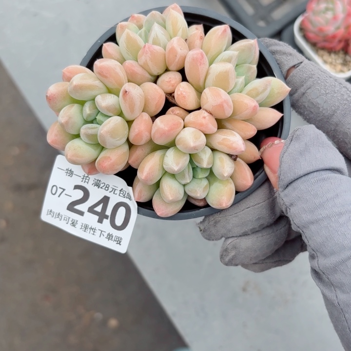星空美人多肉植物多肉