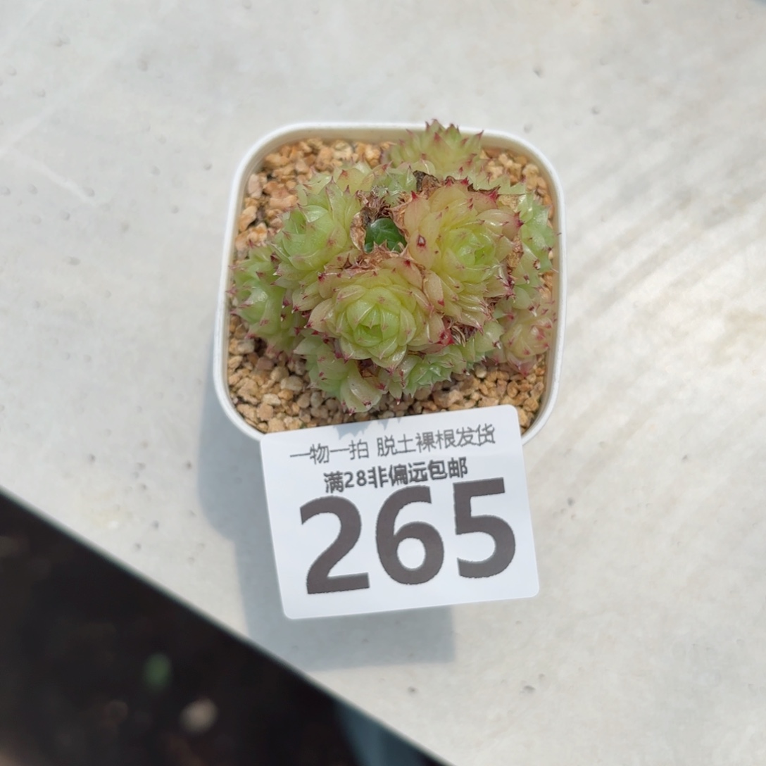 红狐群麦秆无盆土发货