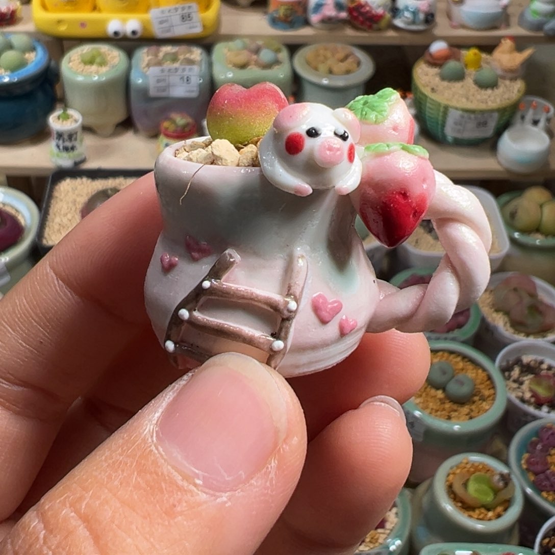 多肉植物89号拇指盆