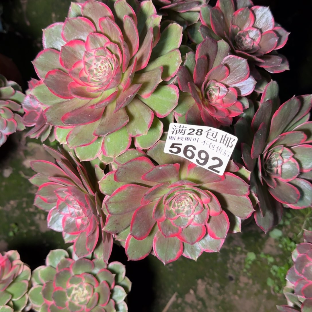 5692花妖不包断枝