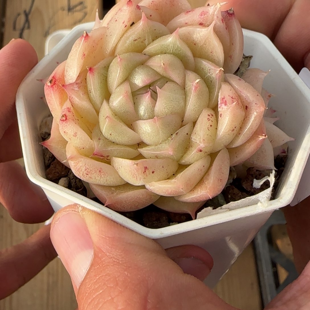 一物一拍麦秆珍妮04126