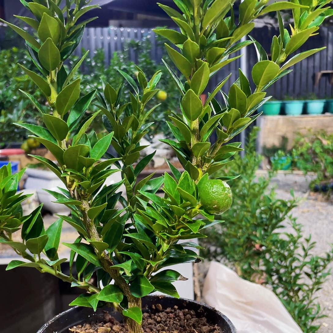 完全开放@****〉八房柑八房柑