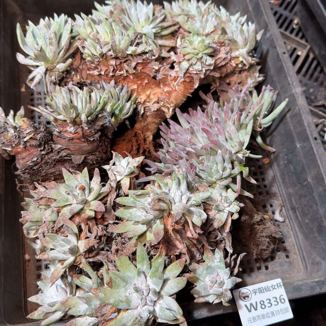 8336瑕疵框拍不售后