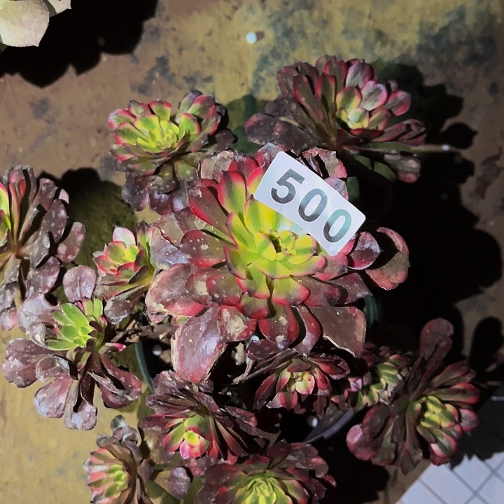 500粉钻多肉植物处理不售后