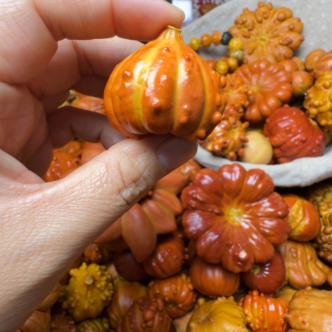 风***肉特价微瑕葫芦不退不换