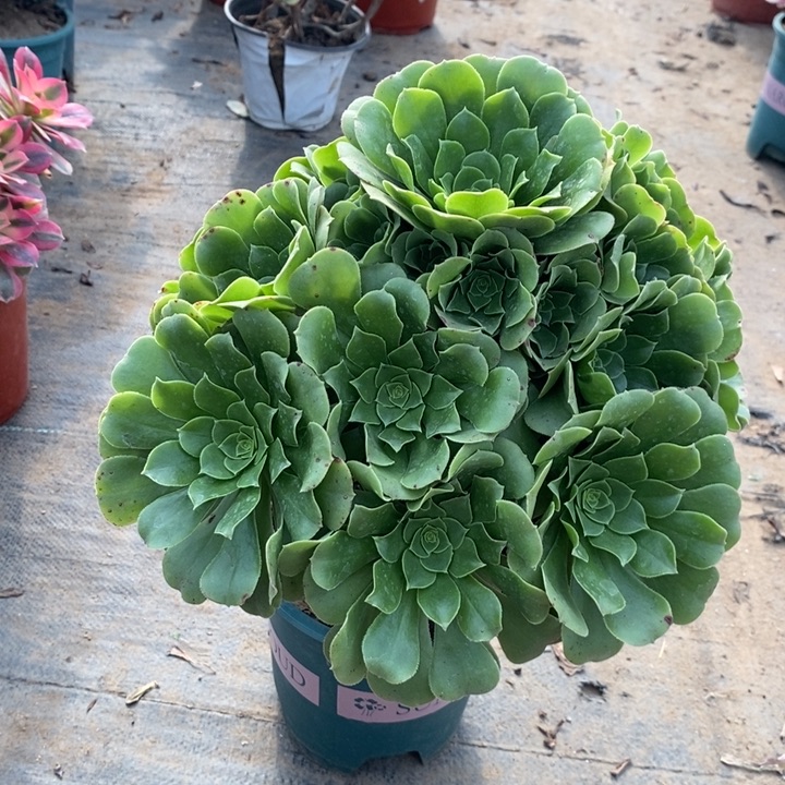 绿羊绒多肉植物85 