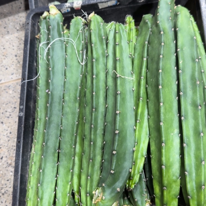 305红花秀普歪23公分左右无根侧牙，20包邮