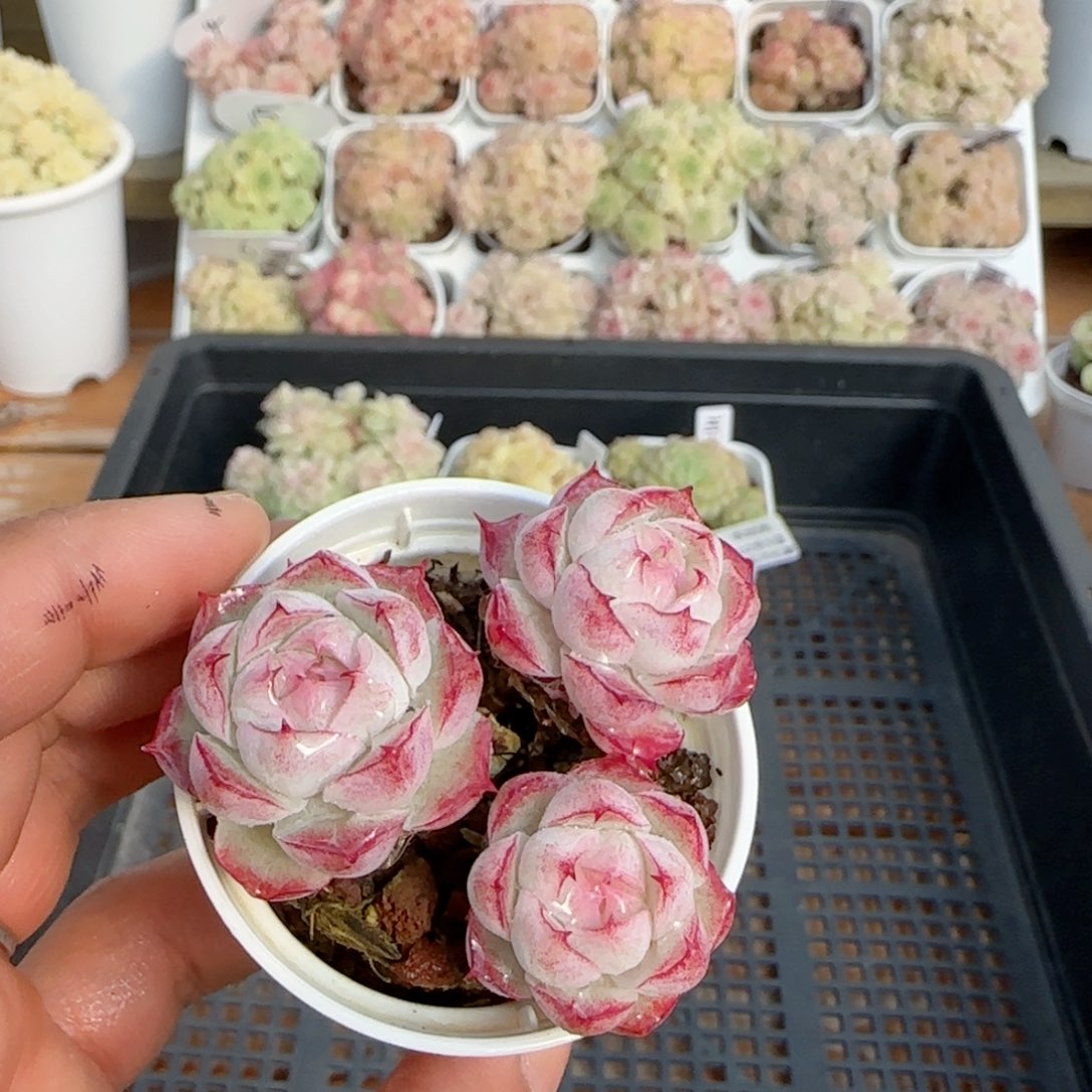 【闪购商品】0205-131福利女王