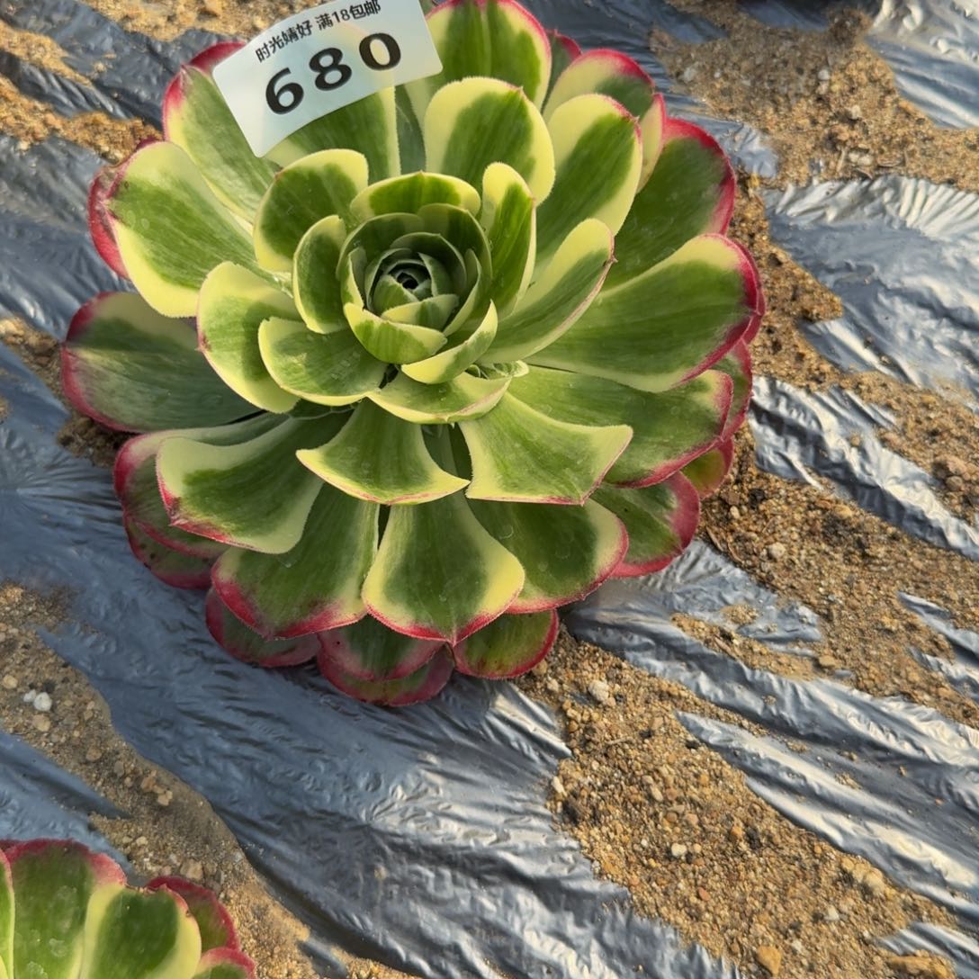 随***心680镜花水月到秋。多肉植物