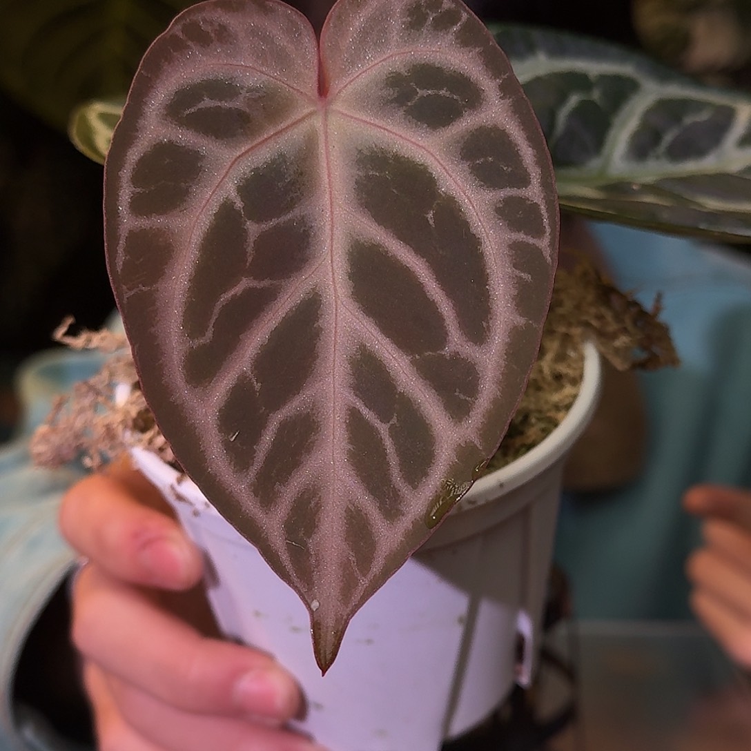 不开花植物L185黑色面纱杂粉柠檬红