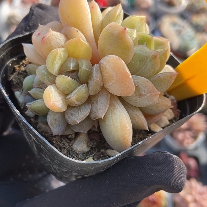 2123白恋多肉植物保护