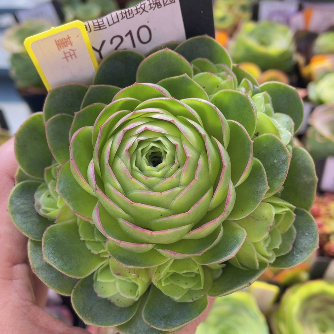 堇年多肉福利210一物一拍