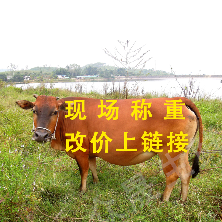  【黄牛肉】直播间现场称重 改价上链接 顺丰包邮冷链发货