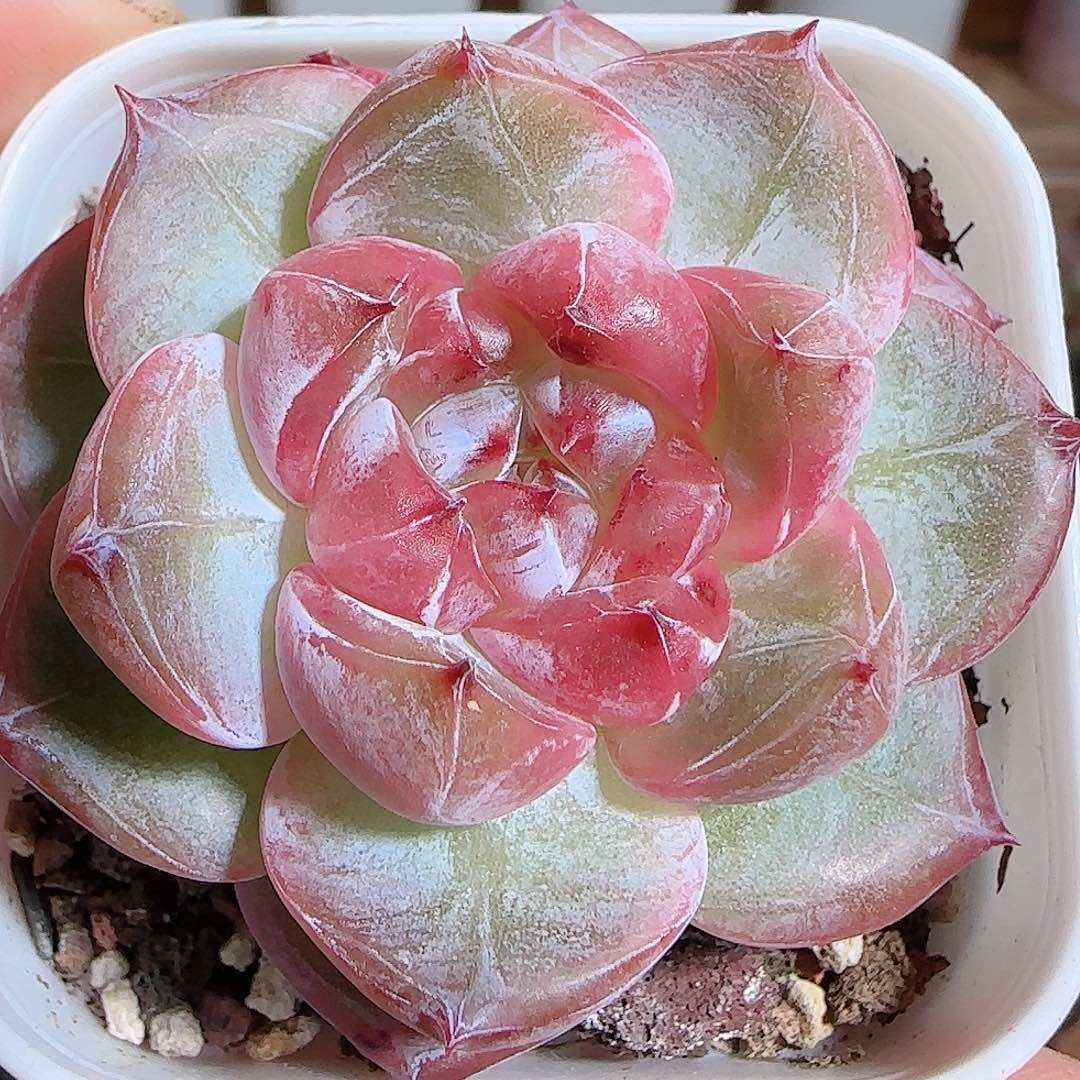 1109-----149钻石珍妮