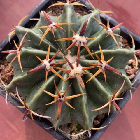 宽刺凌波9仙人球