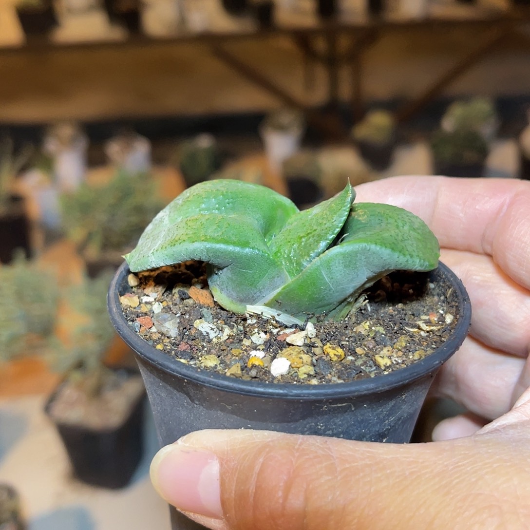 军配卧牛一物一拍