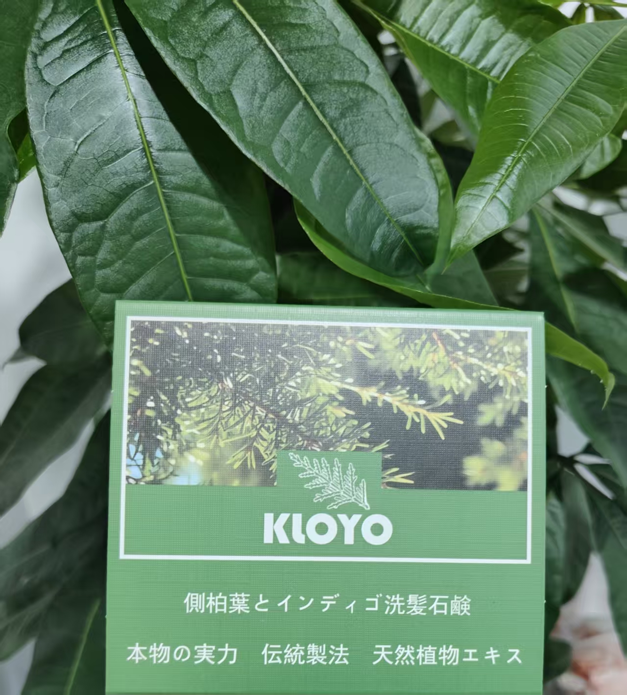 日本进口KLOYO固发侧柏叶植萃手工皂