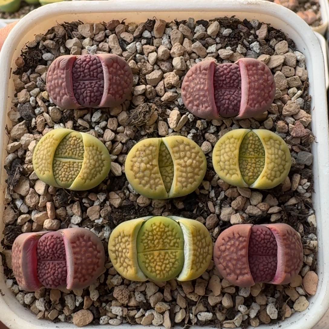 G532细纹紫巴里回交和黄绿巴里杂二代多肉