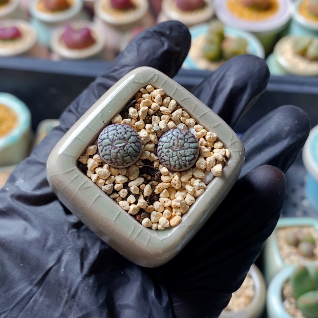 4811--一物一拍 带盆