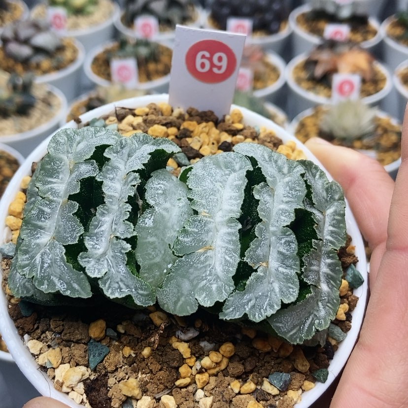 【闪购商品】69猛犸玉扇