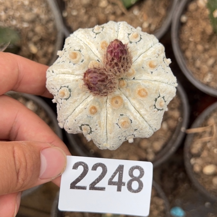 海星奇迹超兜仙人球2248号